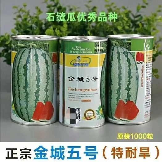 正品甘肃金城五号西瓜种子抗病露地硒砂大瓜种子金城5号西瓜种子