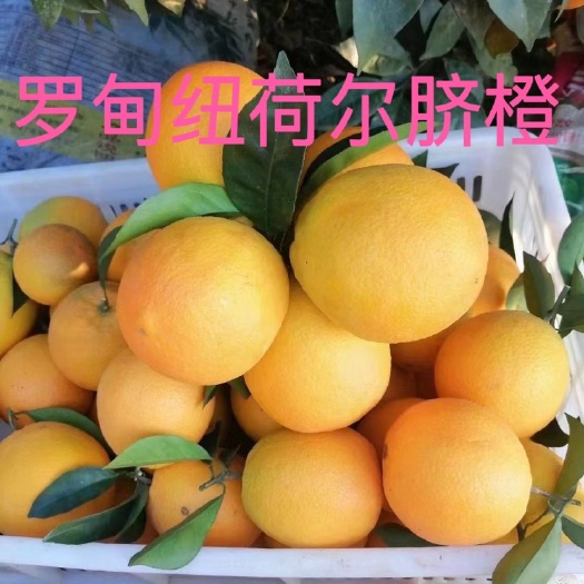 罗甸县罗甸纽荷尔脐橙