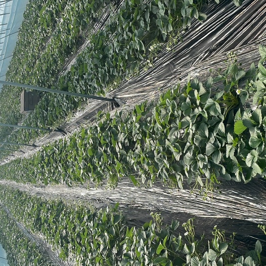 现摘新鲜奶油草莓