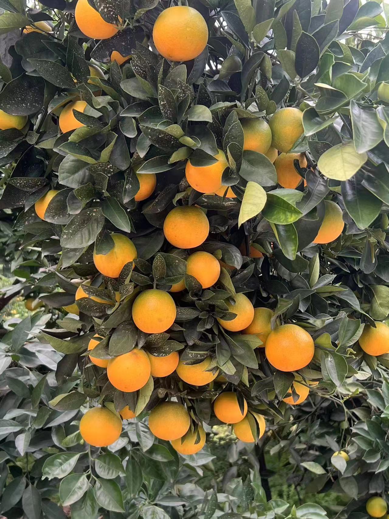 湖南冰糖橙 大量供应各大市场电商平台   打过糖 口感纯甜