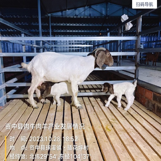 资中县波尔山羊