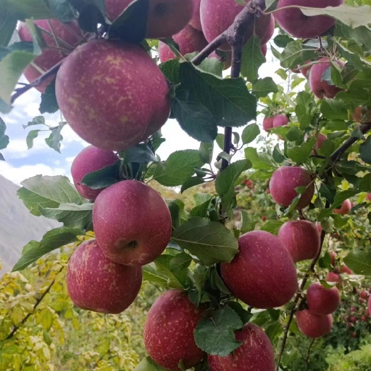 瑞阳苹果