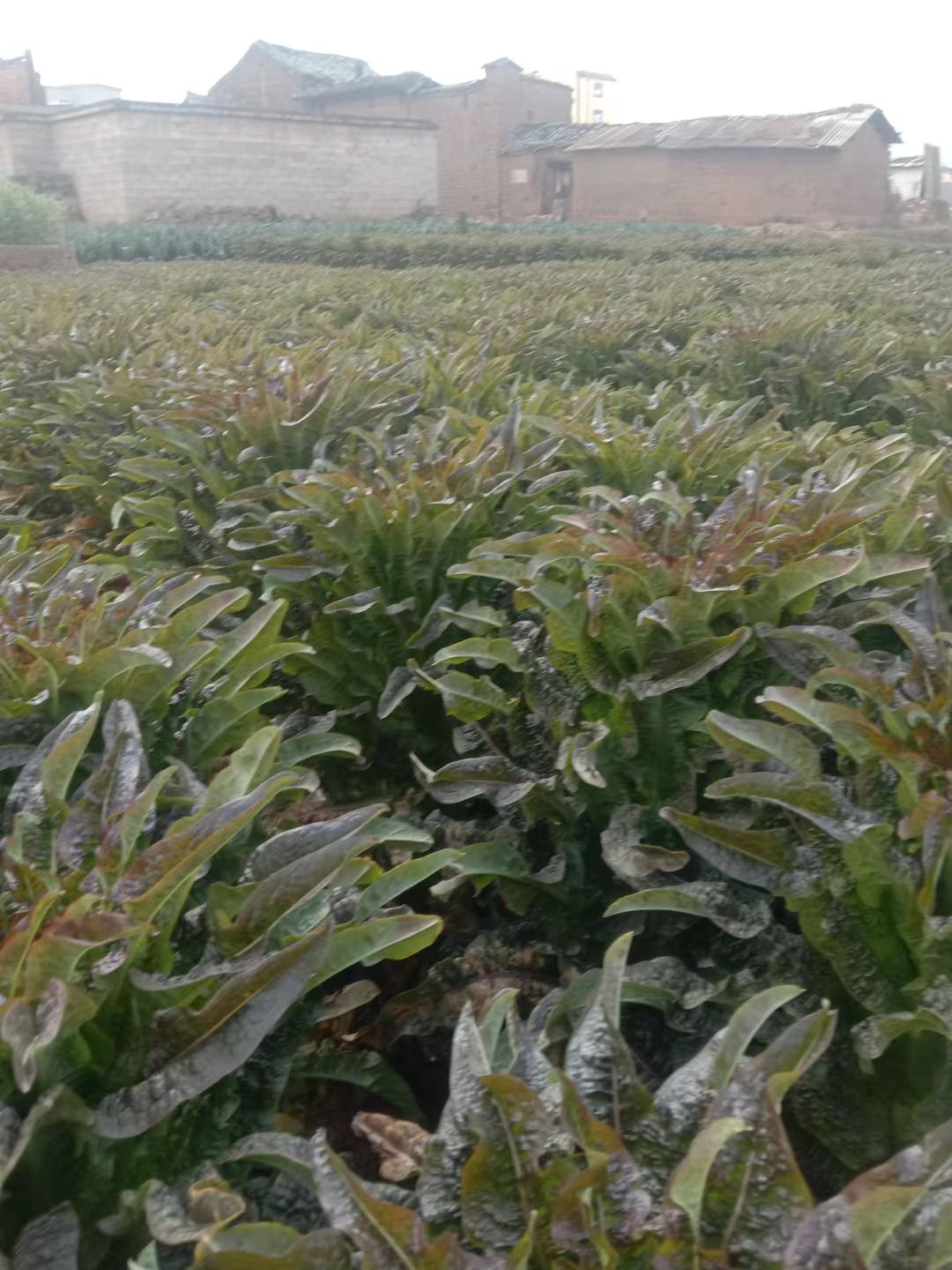 莴笋苗，（紫叶香笋苗，三青莴笋苗）常年供应各种蔬菜种苗