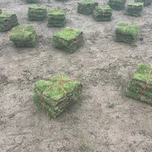 南昌县马尼拉草坪，江西基地，滁州基地，湖南基地！