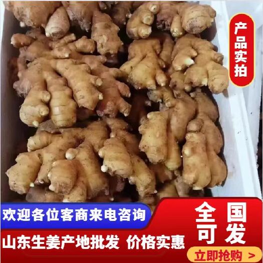 山东产地长年供应，姜种，商品姜.电商货