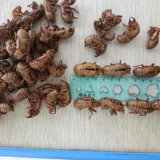 洛南县大壳厚皮蝉蜕