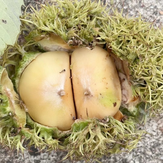 万载县本地板栗