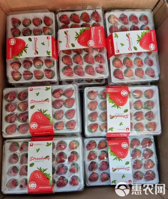 丹东红颜草莓 丹东九九牛奶草莓胶盒防摔包装