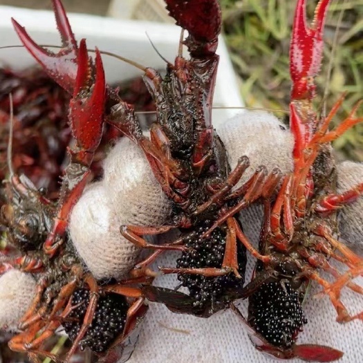 沭阳县尾部抱卵种虾，头部抱卵种虾！