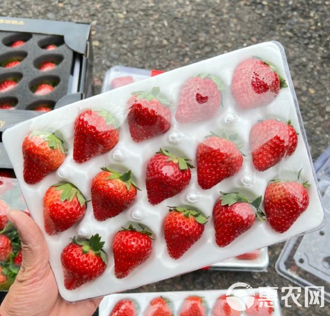 丹东红颜草莓 丹东九九牛奶草莓胶盒防摔包装