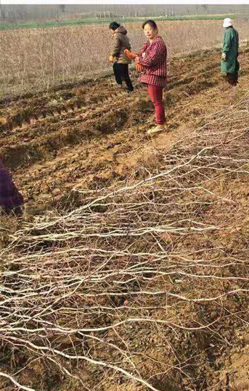 嫁接枣树苗特大沾化冬枣当年结果南北方种植盆栽地栽大青枣果树苗