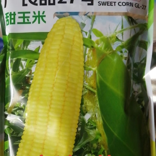 广州广良甜27号甜玉米种子四季大田玉米种超甜水果玉米种孑种籽
