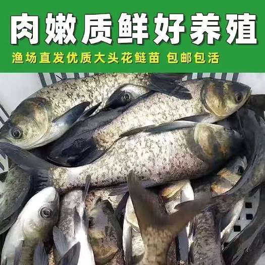 草鱼苗 各种规格大小
