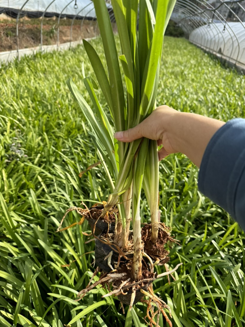 百籽莲，百子莲杯苗，云南昆明百籽莲种植批发