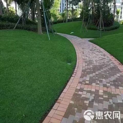 黑麦草多年生草坪种子公路边坡绿化工程护坡草种子耐寒草籽