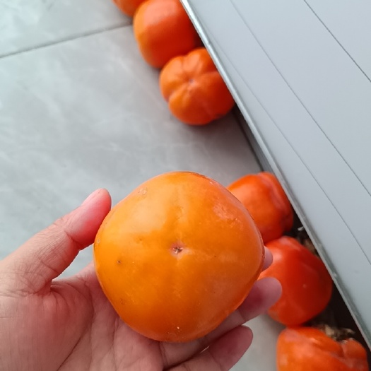 柿子