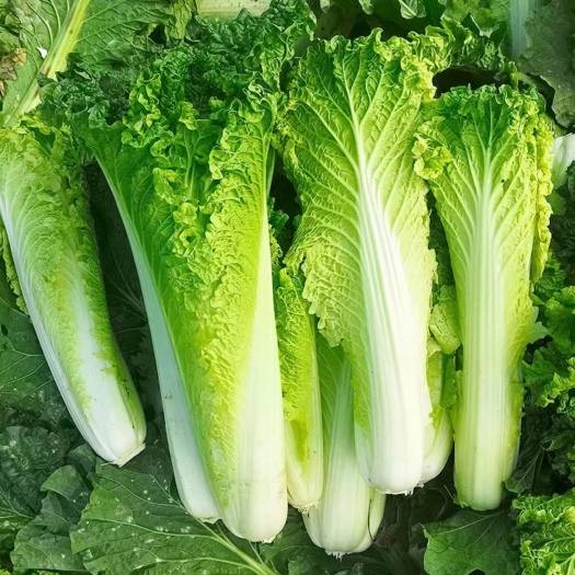 凤冈县青麻叶大白菜