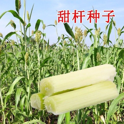甘蔗种子甜柑甘蔗甜高甜北方甘蔗种子老品种传统高粱水果甘蔗种籽