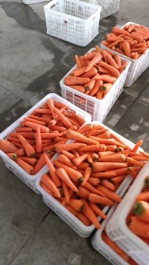 东台市三红胡萝卜