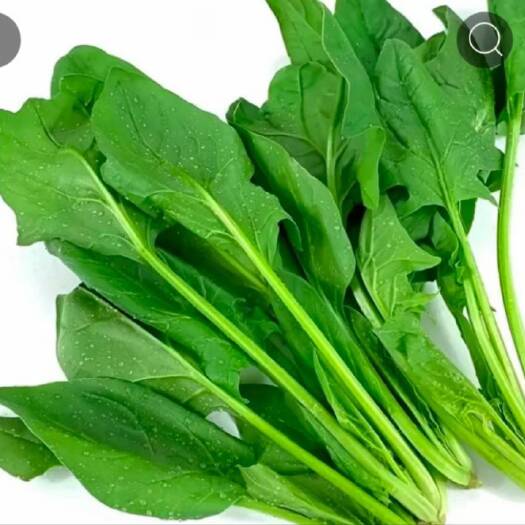 惠州菠菜
