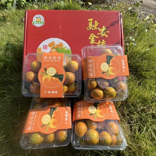 融安县融安滑皮金桔.脆蜜金桔