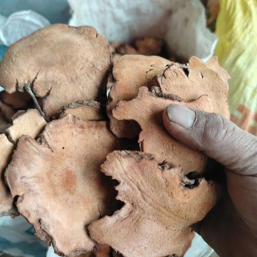 镇宁县红肉土茯苓干片 足干