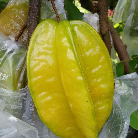 汕头杨桃，果肉鲜嫩多汁，回味无穷