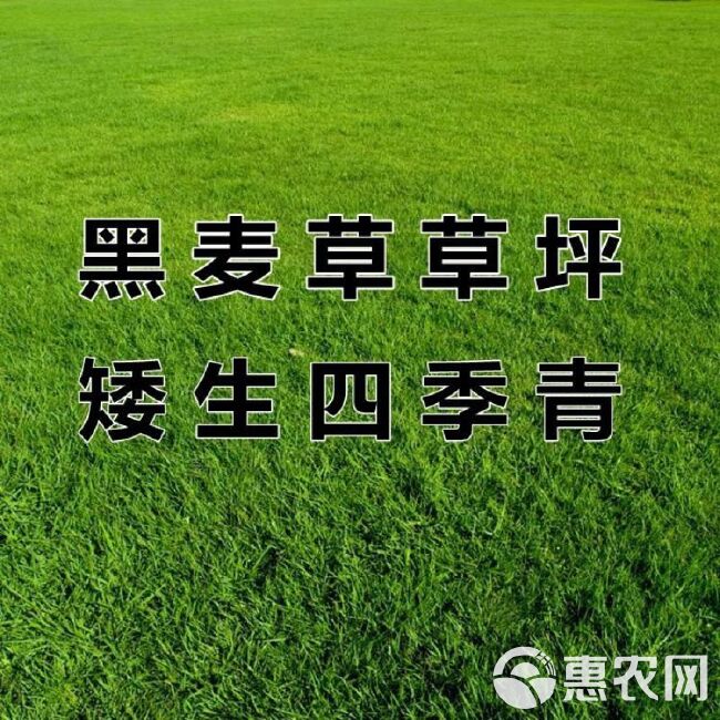 黑麦草多年生草坪种子公路边坡绿化工程护坡草种子耐寒草籽