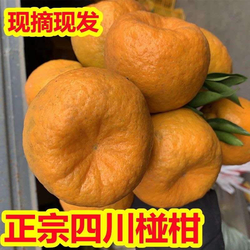 四川椪柑大量上市规格齐全整车批发，电商。