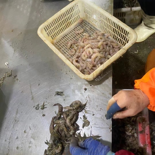 乳山市沥虾仁，海捕虾仁，大粒虾仁