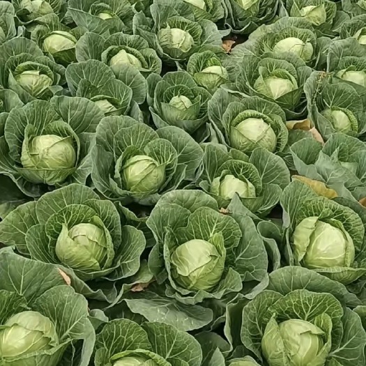 邯郸甘蓝
