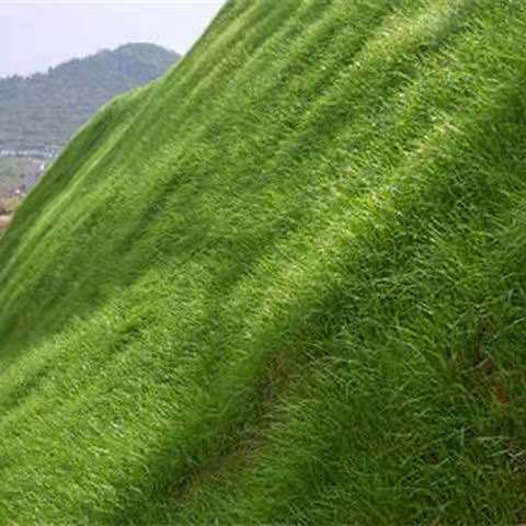 弯叶画眉草种子护坡草坪耐寒耐旱性很强耐炎热种籽庭院多年生观赏