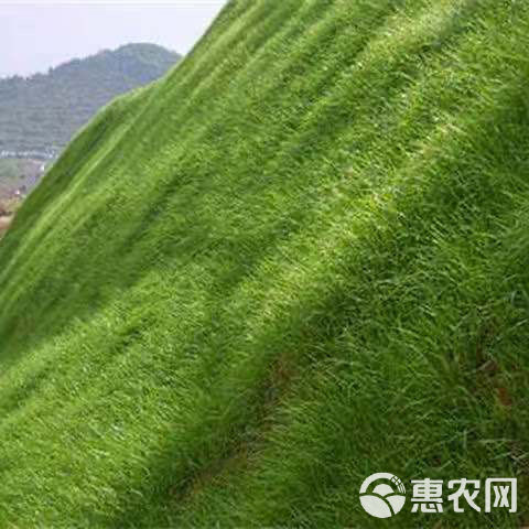 弯叶画眉草种子护坡草坪耐寒耐旱性很强耐炎热种籽庭院多年生观赏