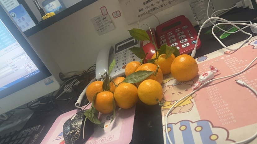 长沙脆蜜金桔