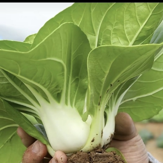 矮脚白小白菜