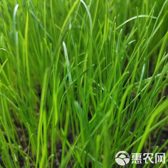 黑麦草多年生草坪种子公路边坡绿化工程护坡草种子耐寒草籽