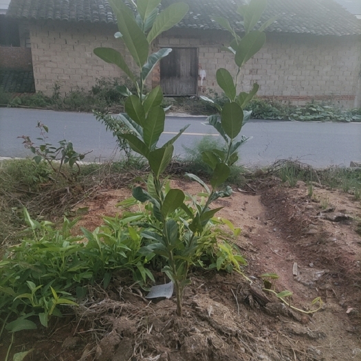 浏阳市1月紧急求购金佛手苗，矮化盆裁。20只左右，足两年苗。