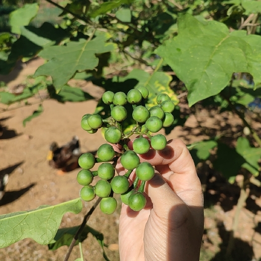 罗定市野生苦子果，广东新鲜包邮到家