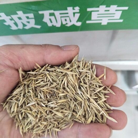 沭阳县多年生披碱草种子