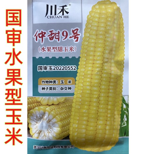 祁东县仲甜9号水果型玉米种子新品种春秋季种植高产大棒玉米种籽蔬菜籽