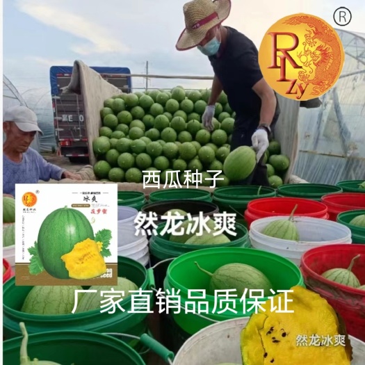 哈尔滨然龙冰爽西瓜种子200粒/袋小礼品花皮黄肉2公斤
