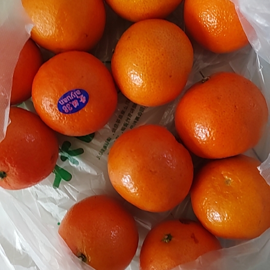 鄄城县脐橙