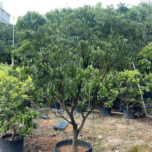普宁市鸡心黄皮苗