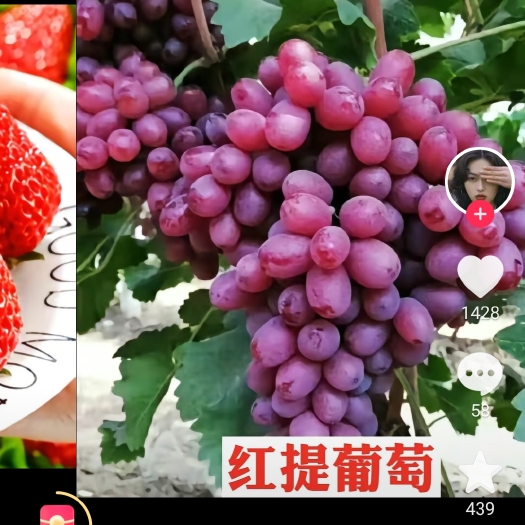 长沙白鸡心葡萄