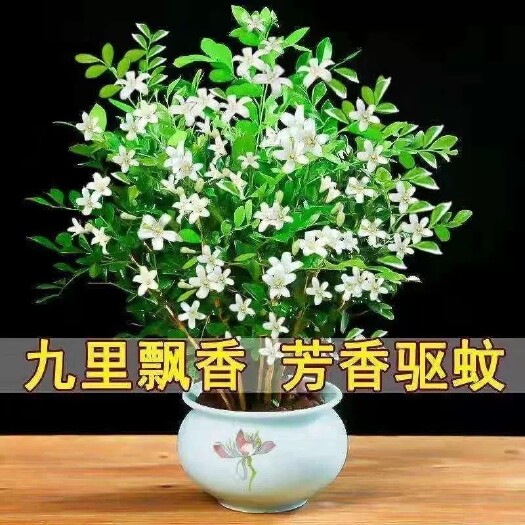 怀集县浓香型四季开花九里香盆栽绿植物好养室内阳台花卉
