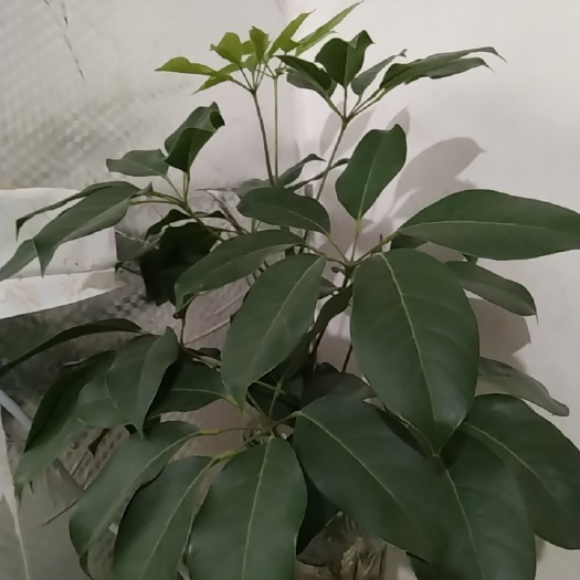 昆明水树苗