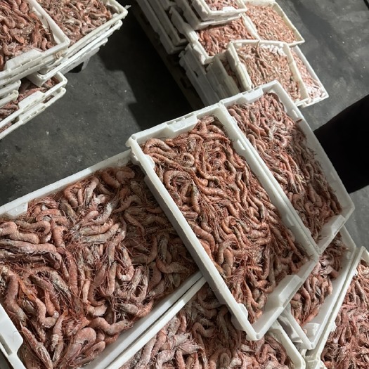 各种规格都有船冻东海红虾，船上一手货源价格美丽
