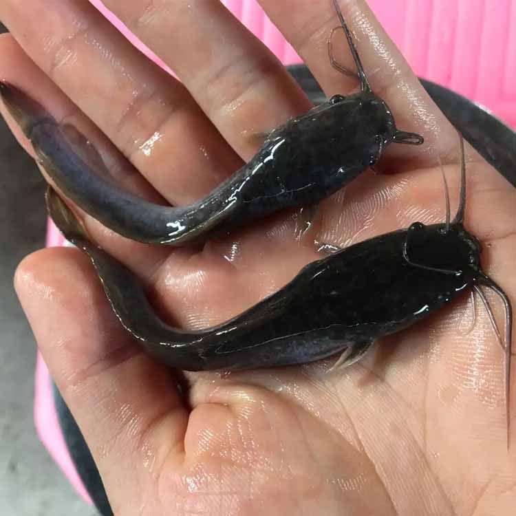 埃及鱼苗革胡子鲶鱼苗淡水胡子鲶鱼苗塘鲺鱼苗批发