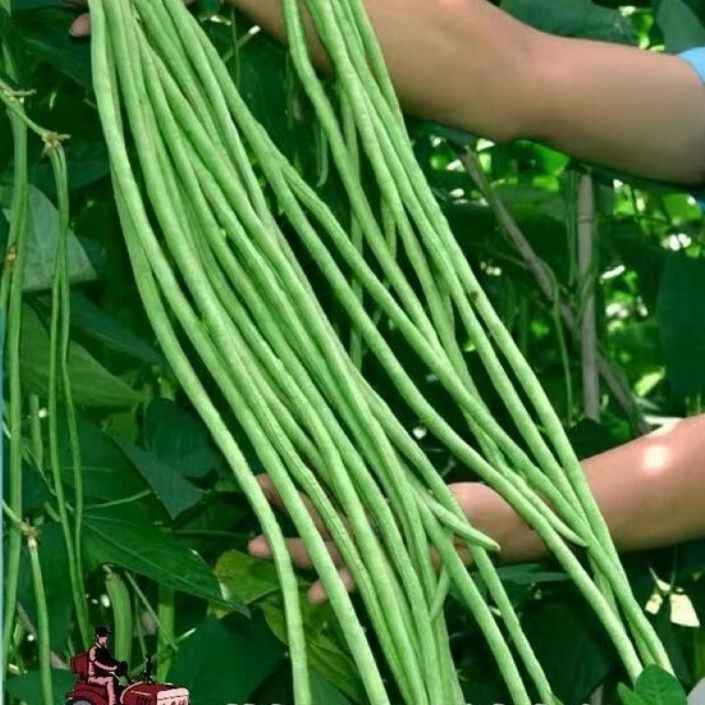 豇豆种子拖车头青城青国系列摘不败架豆种子长豆角种子长豇豆种子