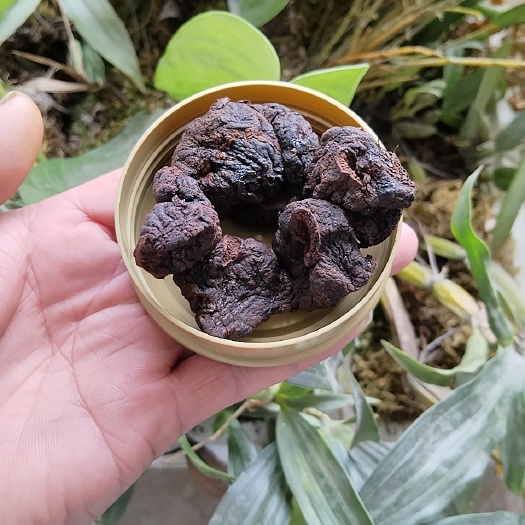 波密县九蒸九晒黄精